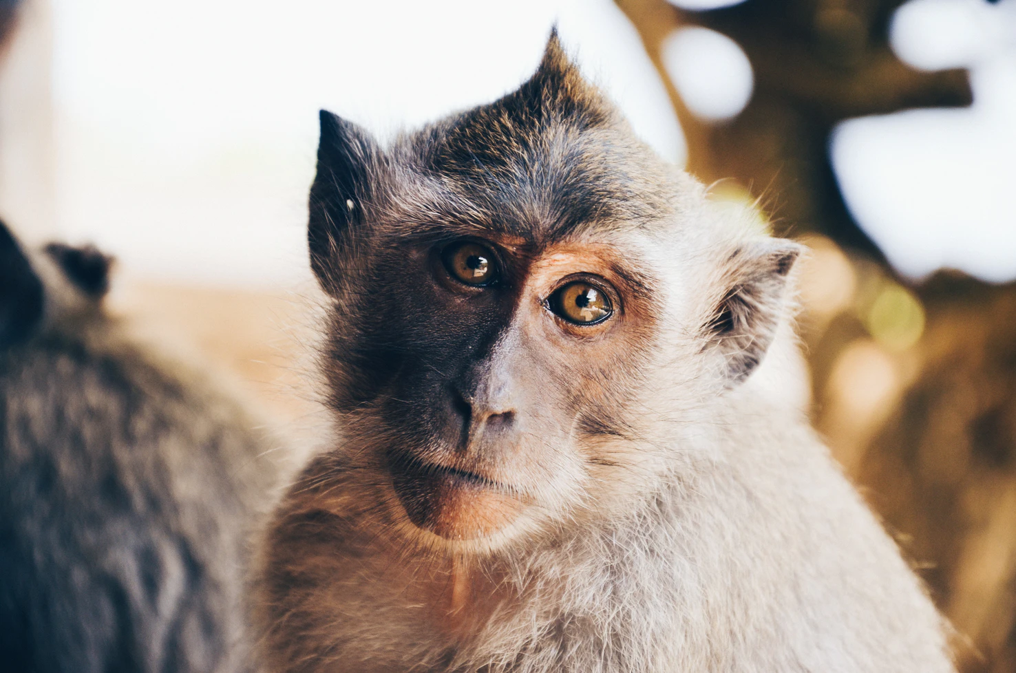What is Monkeypox and How Can You Avoid It?