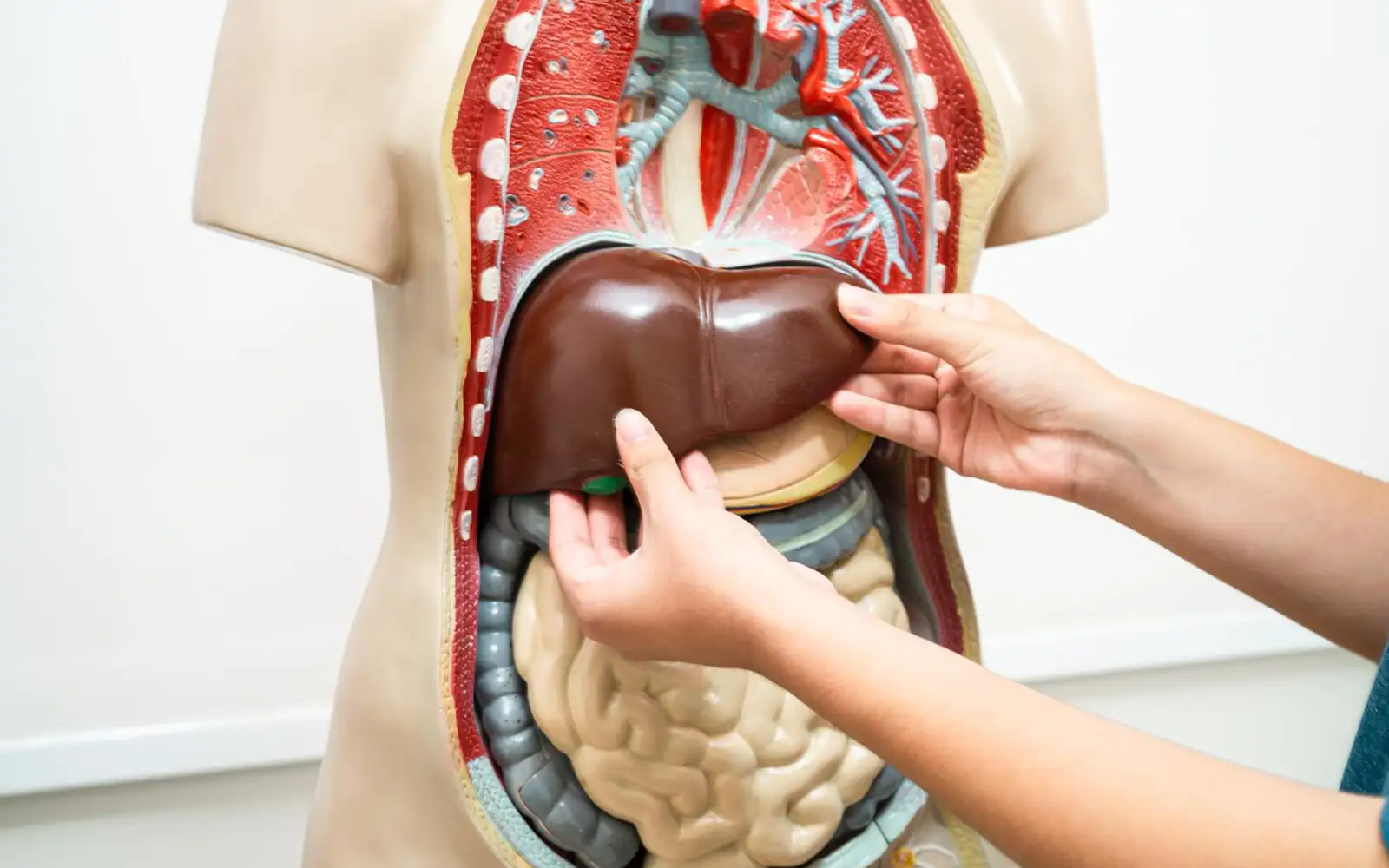 10 Things to Avoid Immediately for a Healthier Liver – Backed by Science