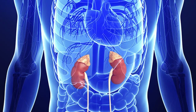 The Most Important Hormones in the Human Body and Their Critical Roles